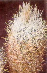 Escobaria sneedii subsp. organensis