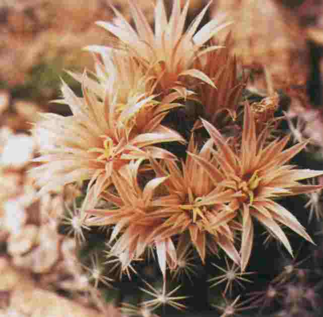 Escobaria missouriensis subsp. asperispina