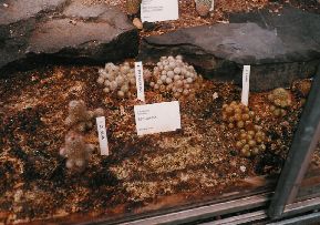 BZ UK - Gattung Escobaria; Foto Jan Myn 09/2002