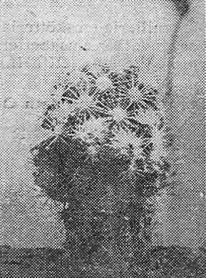 Mammillaria emsktteriana