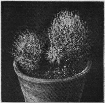 Echinocactus (Thelocactus) Roseanus