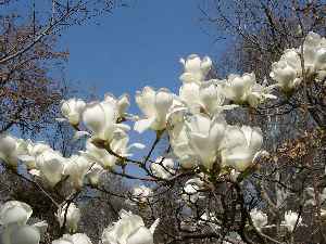 RJB - Magnolia denudata