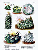 The Cactaceae, 4, pl. 5