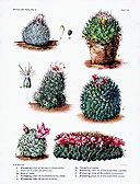 The Cactaceae, 4, pl. 7