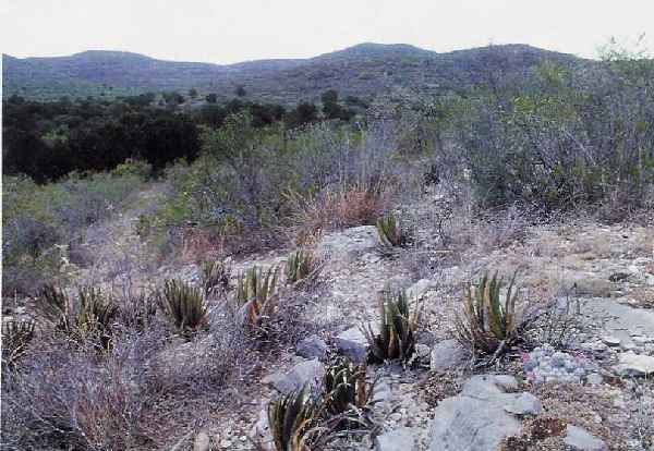 Biotop - Escobaria grata