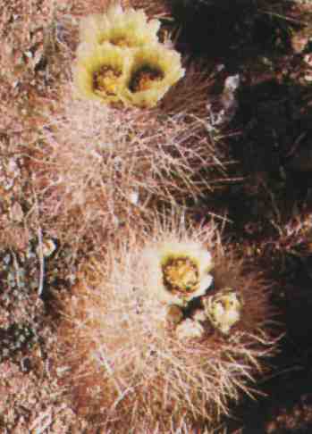 Escobaria chlorantha