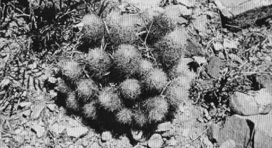 Gymnocactus roseanus