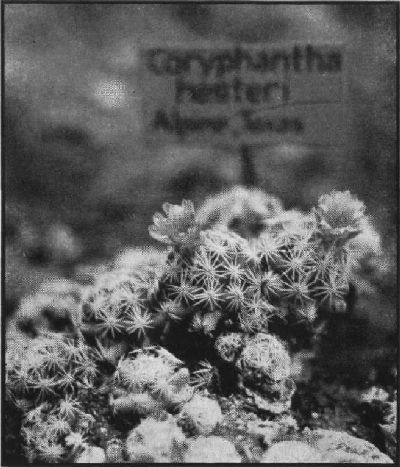 Coryphantha hesteri