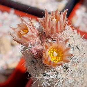 Esc2928
