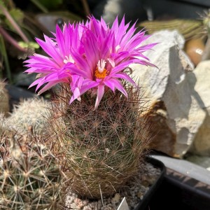 Esc2932