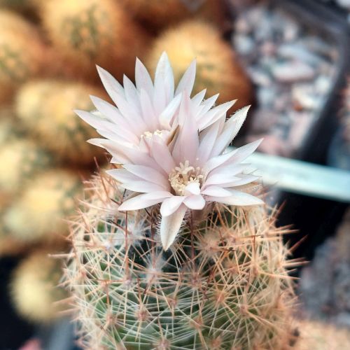 Escobaria tuberculosa